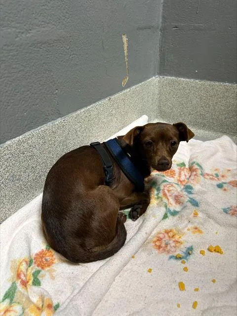 A young small-sized female Chihuahua dog named Rarity for adoption in Alameda, CA