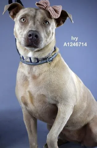 An adult medium-sized female Pit Bull Terrier dog named Ivy for adoption in Bakersfield, CA