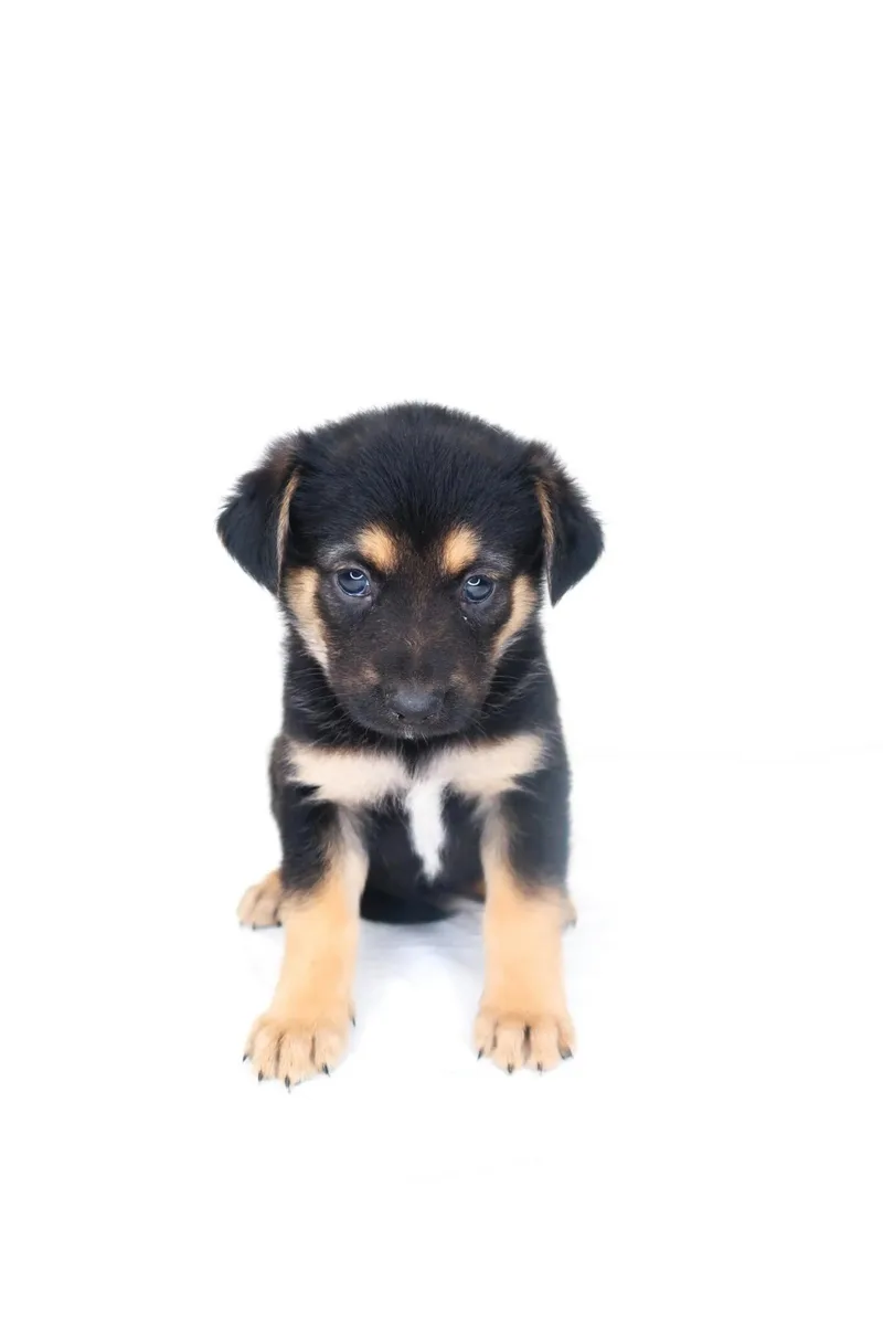 A baby medium-sized female Bicolor Shepherd dog named Terkina for adoption in Bixby, OK