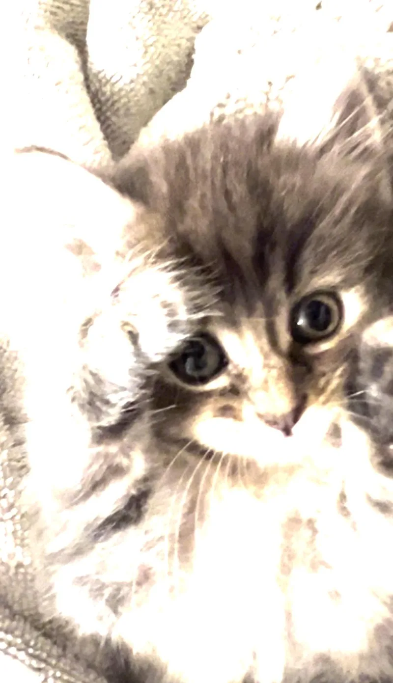 A baby medium-sized female Domestic Medium Hair cat named Edith for adoption in Frisco, TX
