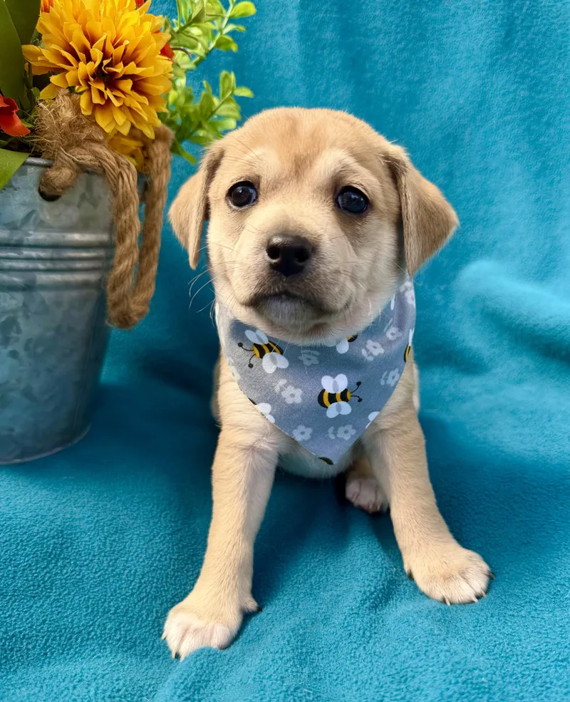 A baby small-sized female Apricot / Beige Puggle dog named Toasty for adoption in Corona Del Mar, CA