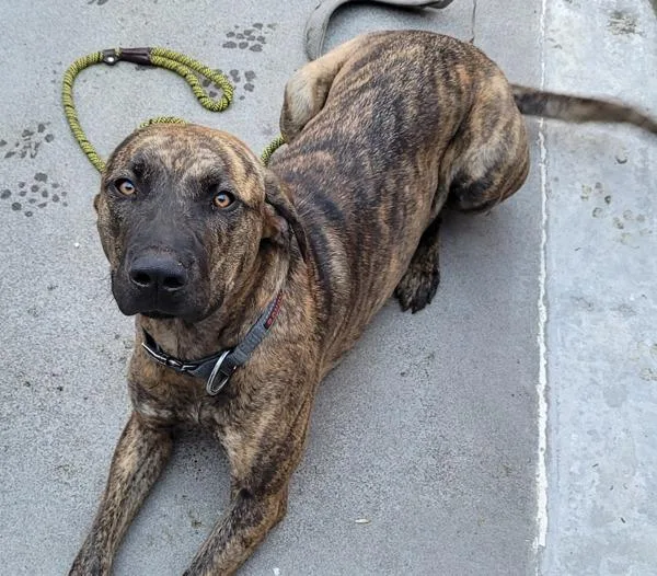 A young large-sized female Plott Hound dog named Jinx for adoption in Troutdale, OR
