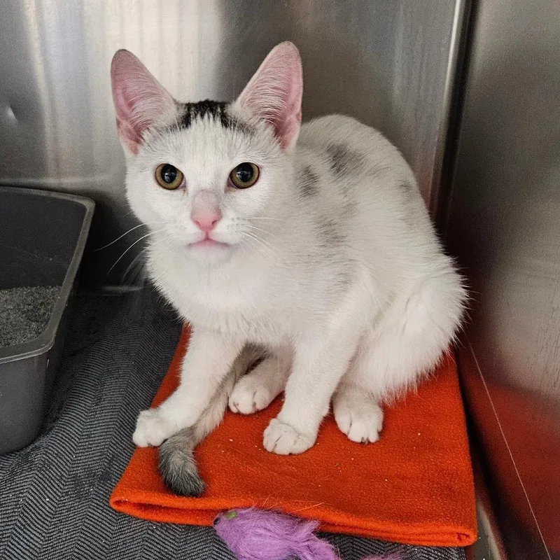 A young medium-sized female White Domestic Short Hair cat named Lavendar for adoption in Oneonta, NY