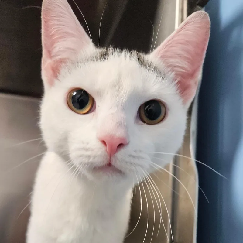 Lavendar thumbnail 2