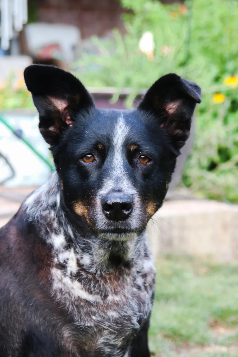 A senior large-sized female Tricolor (Brown, Black, & White) Australian Cattle Dog / Blue Heeler dog named Lydia & Beth for adoption in Bowie, TX
