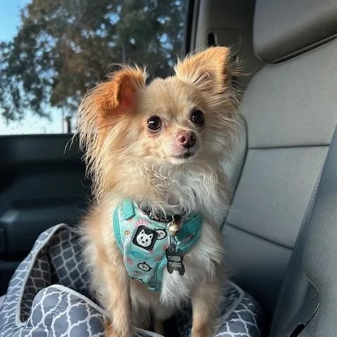 An adult small-sized male Sable Pomeranian dog named Bear for adoption in Palm City, FL