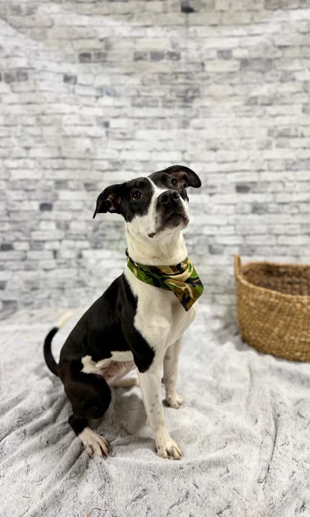 Domino "dom thumbnail 2