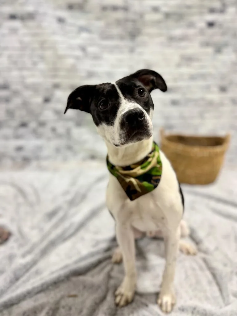 Domino "dom thumbnail 3