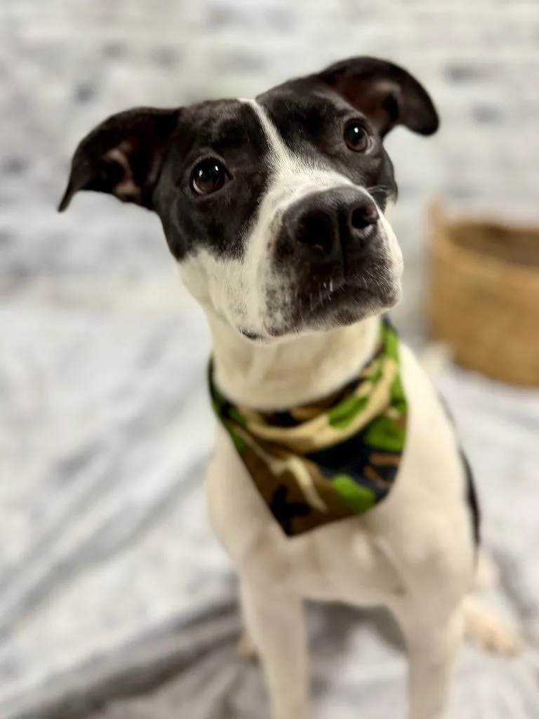 Domino "dom thumbnail 4