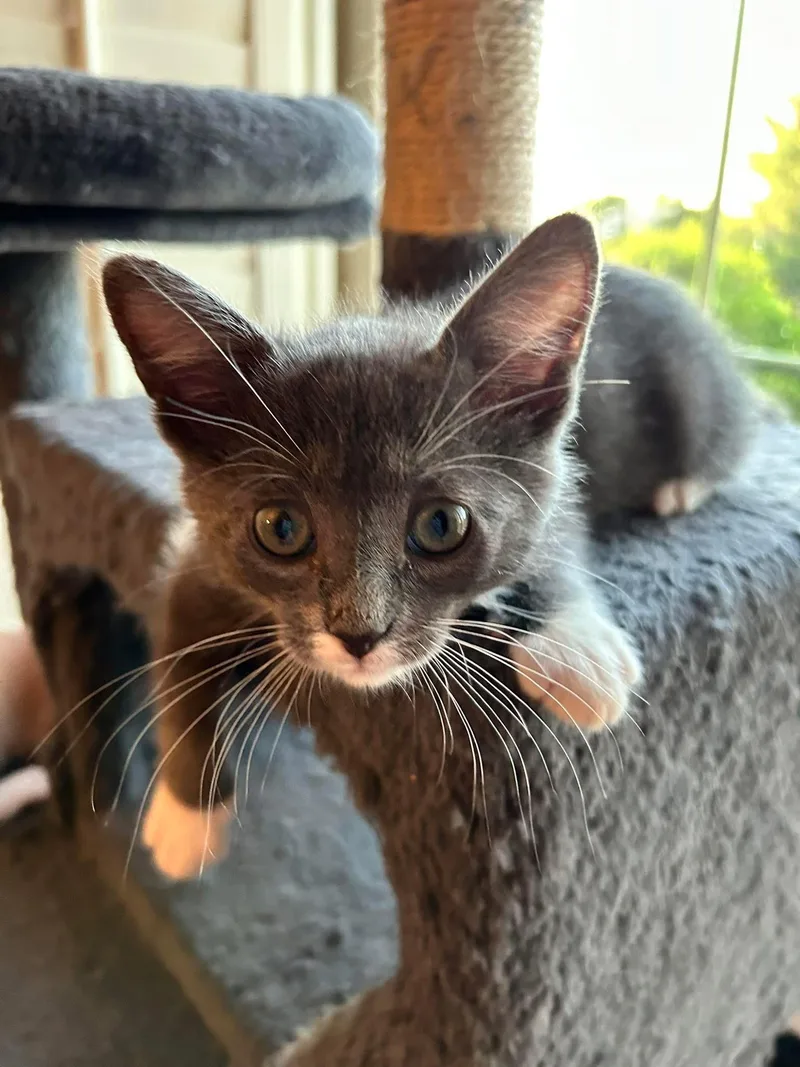 A baby small-sized male Domestic Short Hair cat named Wolfie for adoption in queen creek, AZ