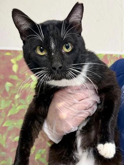 An adult medium-sized male Domestic Short Hair cat named Just Ken for adoption in San Antonio, TX