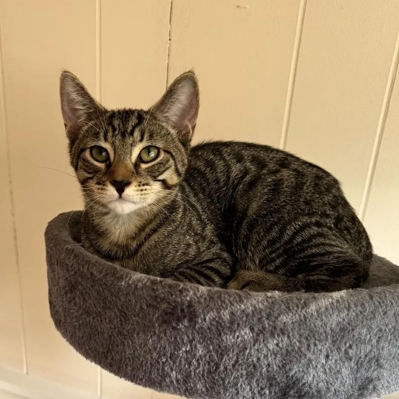 A baby medium-sized male Brown / Chocolate Domestic Short Hair cat named Ender for adoption in Moriches, NY