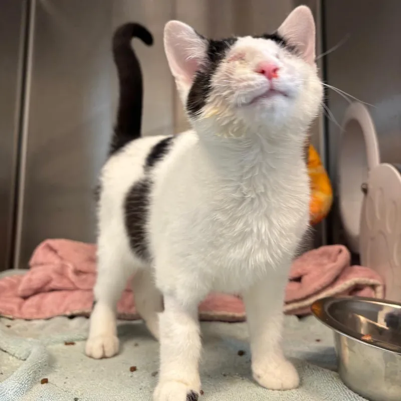A baby small-sized female Black Domestic Short Hair cat named Raccoon for adoption in Washington Township, OH