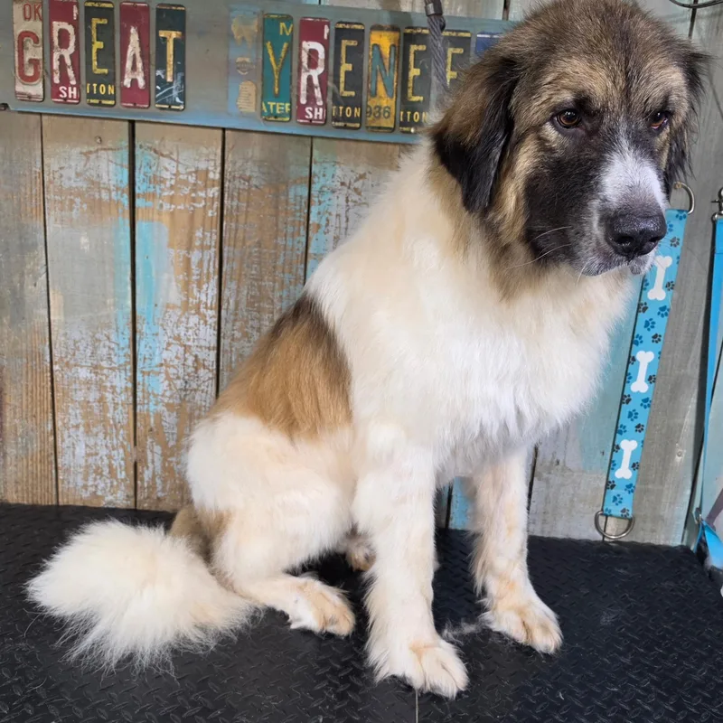 A young large-sized male Great Pyrenees dog named Rufus Red for adoption in Atlanta, GA