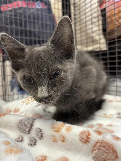 A baby small-sized female Domestic Short Hair cat named Nessie for adoption in San Bernardino, CA