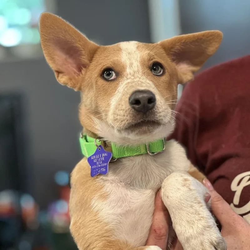 A baby medium-sized female Yellow / Tan / Blond / Fawn Cattle Dog dog named Abigail for adoption in San Francisco, CA