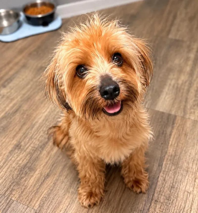 A young small-sized male Silky Terrier dog named Grizzly for adoption in Palm City, FL