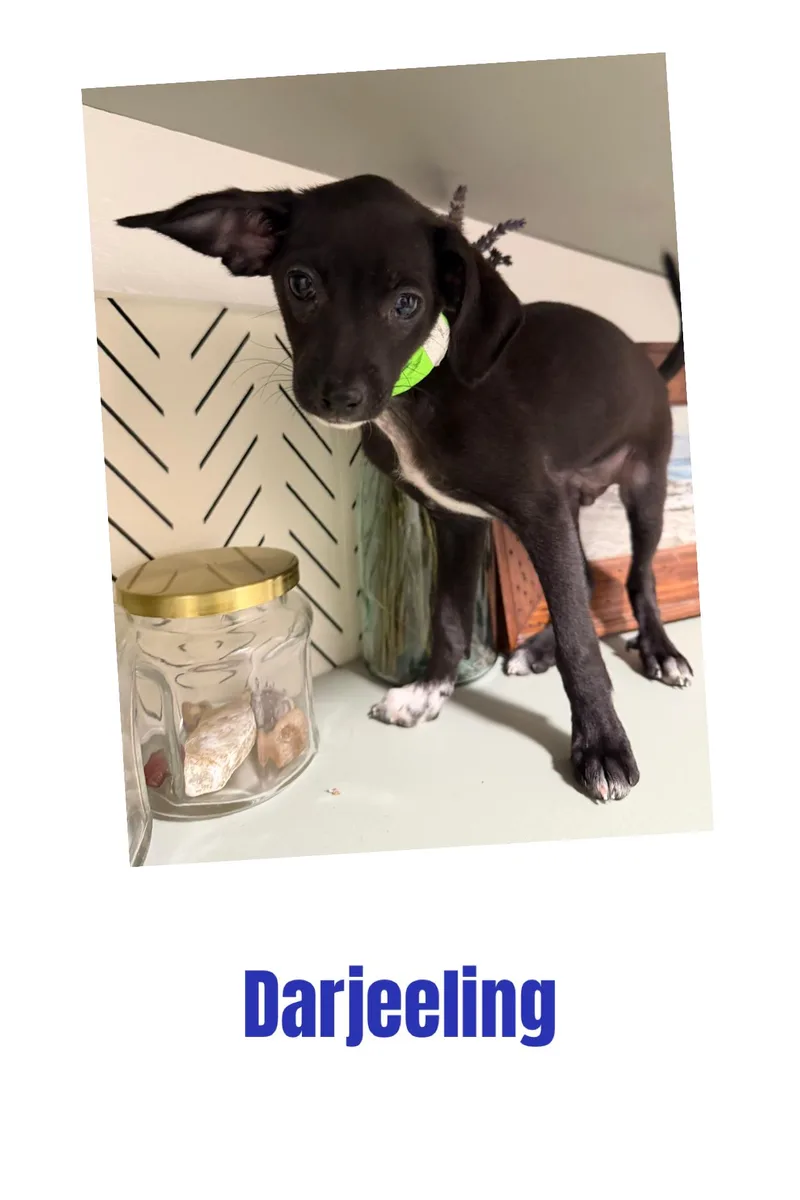 A baby small-sized male Chihuahua dog named Darjeeling for adoption in Eugene, OR