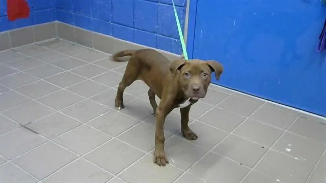 A baby small-sized female Pit Bull Terrier dog named Coco for adoption in Albuquerque, NM