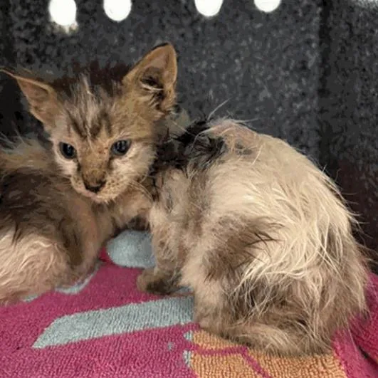 A baby small-sized male Domestic Short Hair cat named Nick for adoption in Indianapolis, IN
