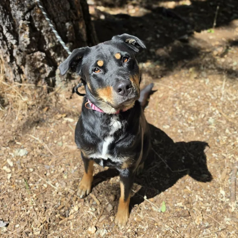 Nala