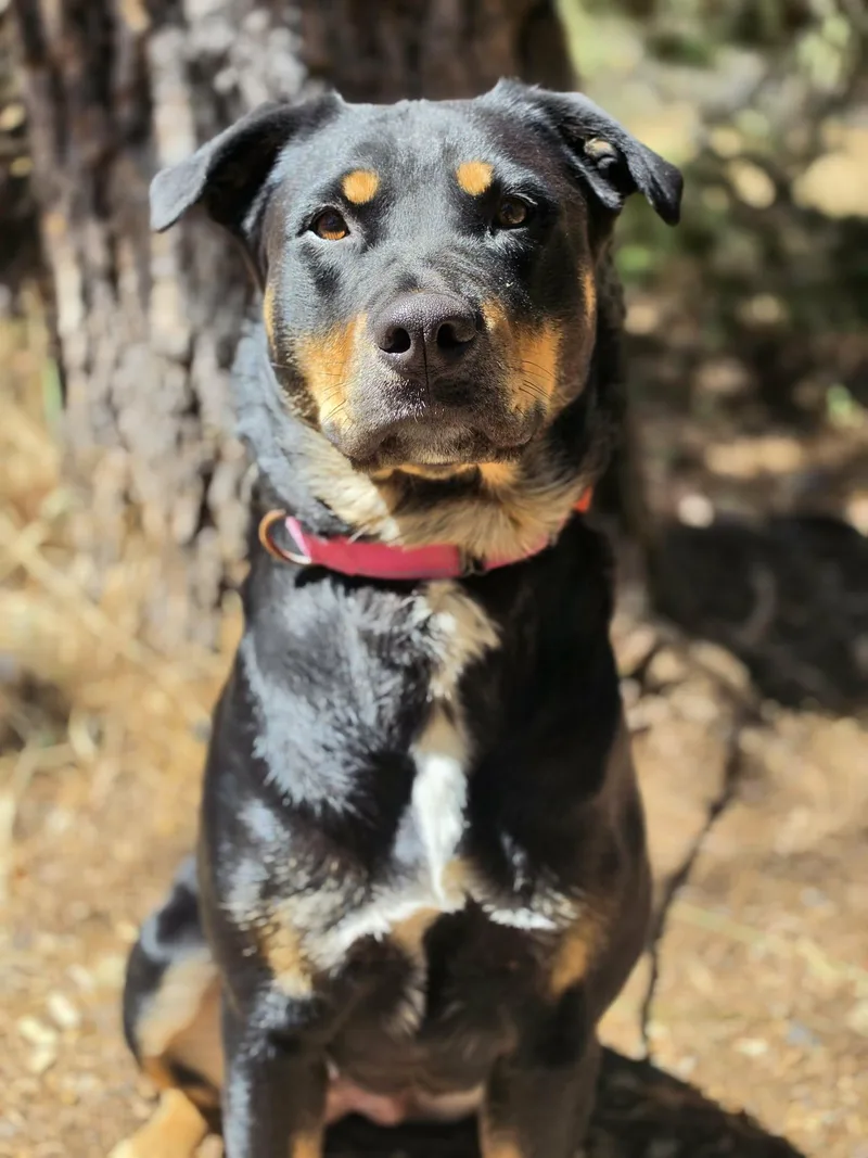 Nala thumbnail 2