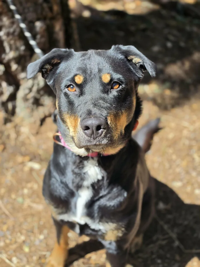 Nala thumbnail 5