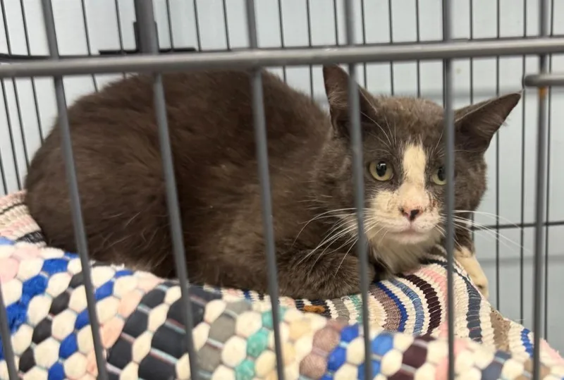 A young small-sized male Domestic Short Hair cat named Señor Meow Meow for adoption in Saint Clairsville, OH