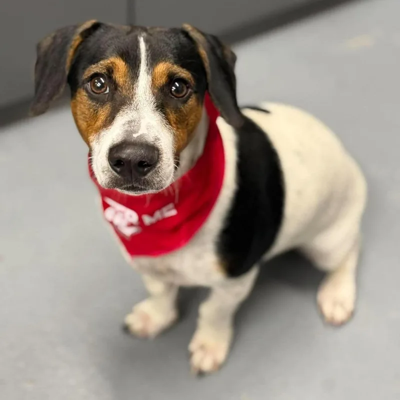 A young small-sized male Beagle dog named Toby for adoption in Tacoma, WA
