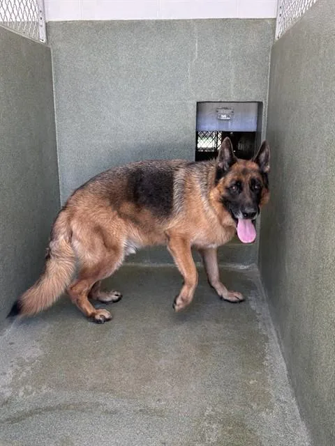 An adult extra large-sized male German Shepherd Dog dog named Rambo for adoption in Castaic, CA