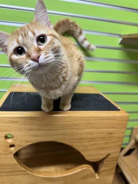A young medium-sized female Domestic Short Hair cat named Harmony for adoption in Saint Peters, MO