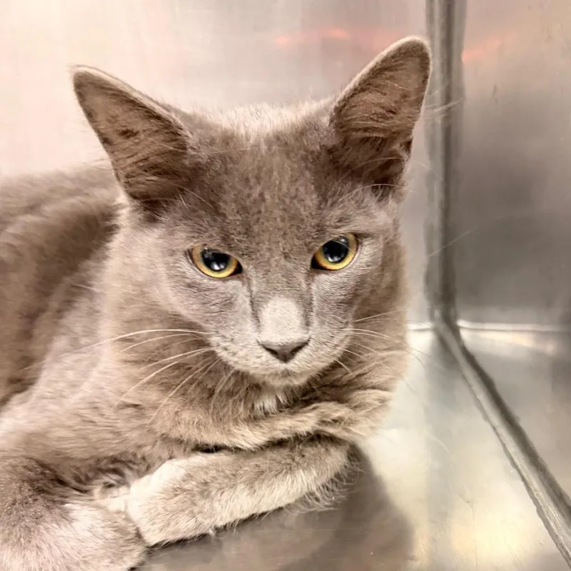 A young medium-sized male Domestic Medium Hair cat named Dorian for adoption in Corydon, IN