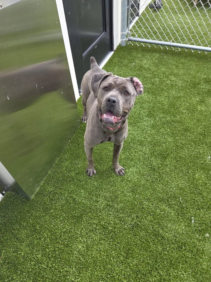 A baby large-sized female Cane Corso dog named Just A  Month for adoption in Northwood, OH