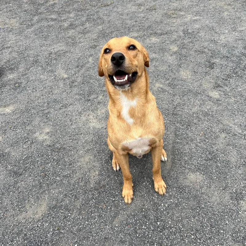 An adult medium-sized male Yellow / Tan / Blond / Fawn Labrador Retriever dog named Colby for adoption in Quakertown, PA