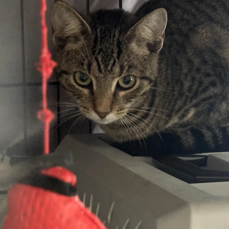 A baby medium-sized female Tabby (Brown / Chocolate) Domestic Short Hair cat named Dixie for adoption in Pittsburgh, PA