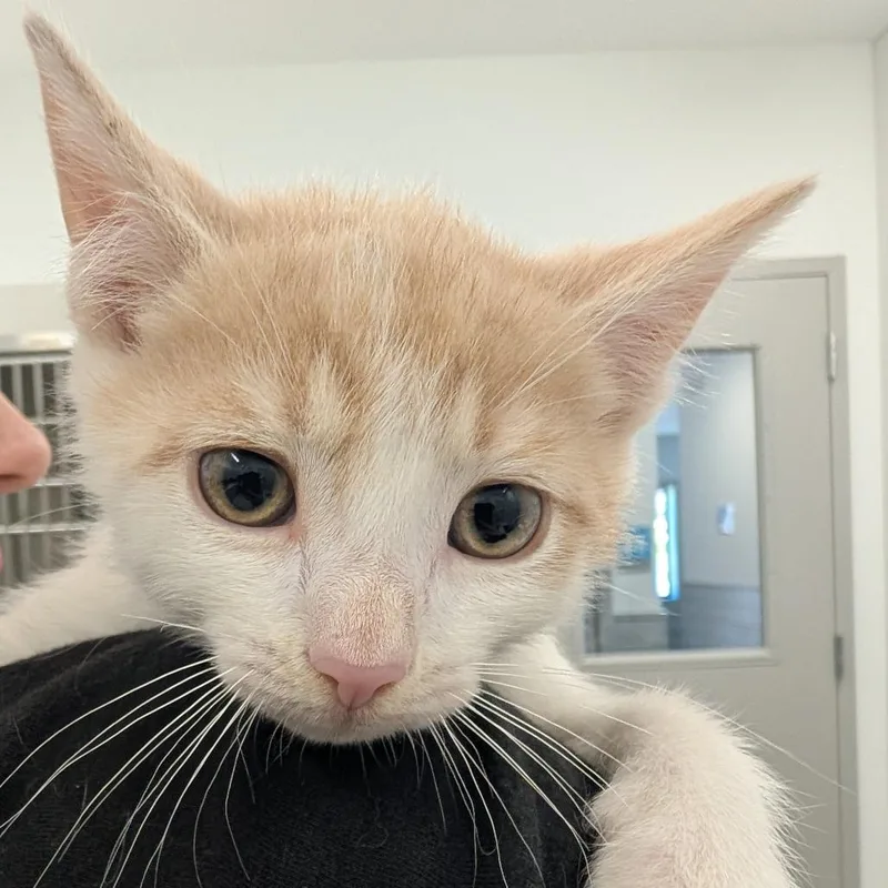 A baby small-sized male Orange / Red Domestic Short Hair cat named Brad for adoption in Winston Salem, NC