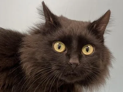 An adult small-sized female Domestic Long Hair cat named Luna for adoption in Woodbury, MN