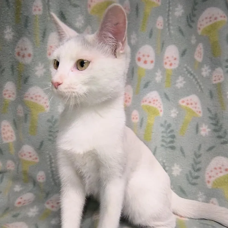 A baby small-sized male White Domestic Short Hair cat named Fred for adoption in Laredo, TX