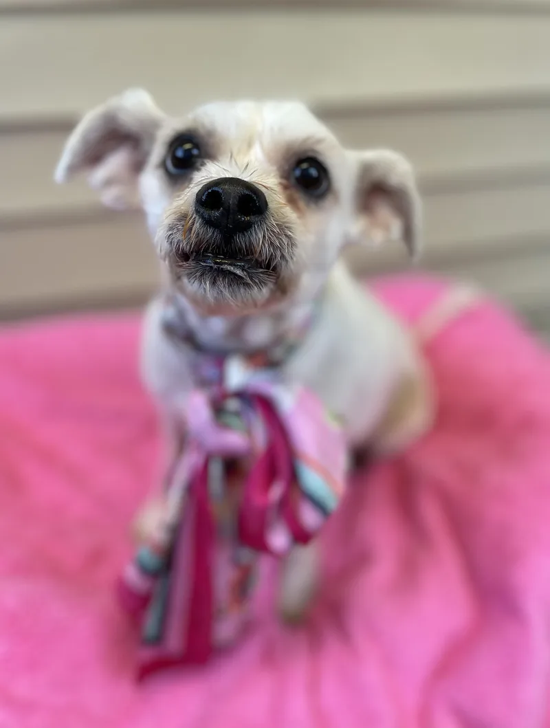 Daisy thumbnail 5
