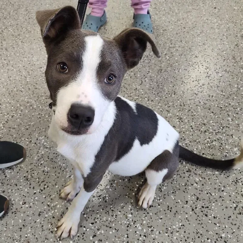 A young medium-sized female Mixed Breed dog named Suki for adoption in Norfolk, NE