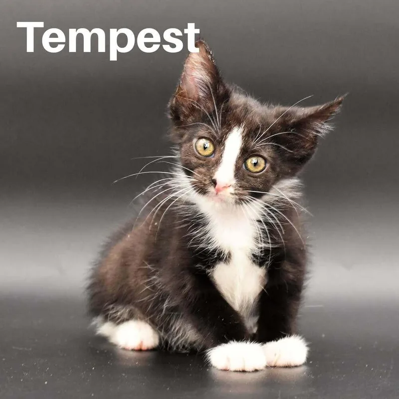 A baby small-sized female Black & White / Tuxedo Domestic Short Hair cat named Tempest for adoption in Chicago, IL