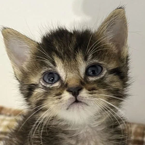 A baby small-sized female Domestic Short Hair cat named Kamea for adoption in San Diego, CA