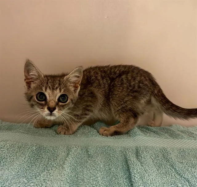 A baby small-sized male Domestic Short Hair cat named Cronan for adoption in Statesville, NC