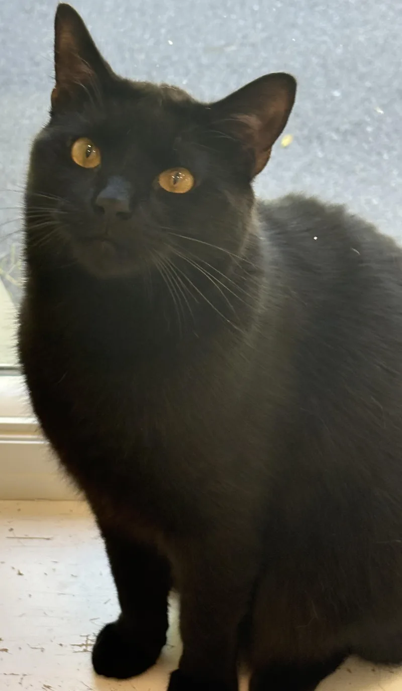 An adult large-sized male Bombay cat named Theo for adoption in Warwick, NY
