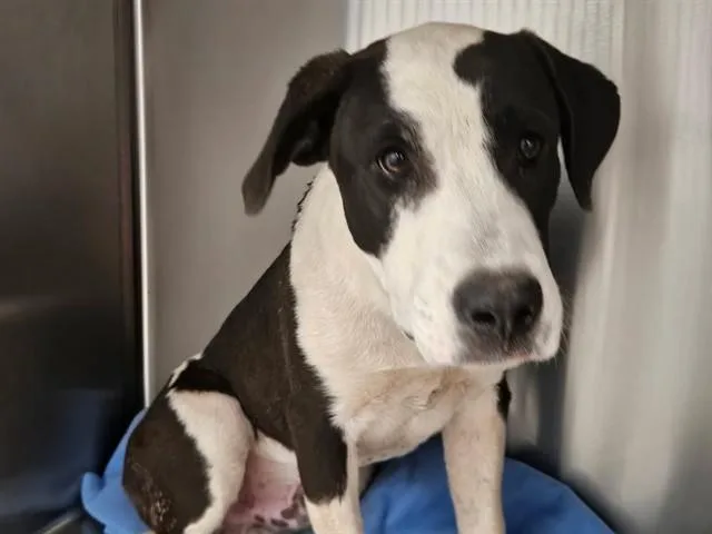 A young small-sized male Pit Bull Terrier dog named Tooter for adoption in Tucson, AZ