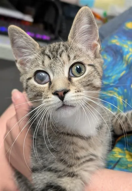 A baby small-sized male Domestic Short Hair cat named Popeye for adoption in Canfield, OH