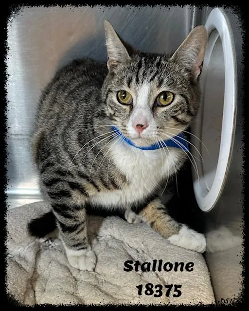 Stallone See Also Jagger thumbnail 2