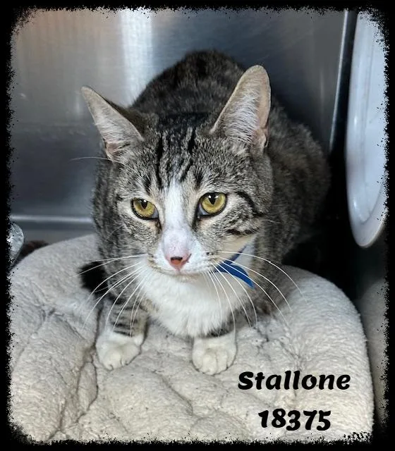 An adult medium-sized male Tabby (Gray / Blue / Silver) Domestic Short Hair cat named Stallone See Also Jagger for adoption in Marietta, GA