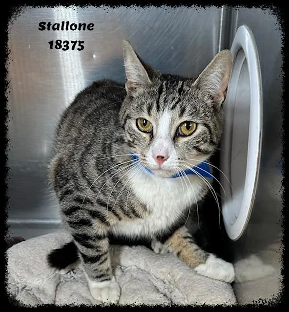 Stallone See Also Jagger thumbnail 4