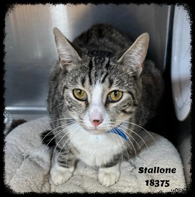 Stallone See Also Jagger thumbnail 5